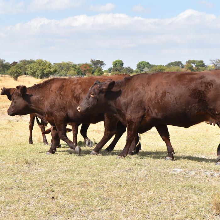 Sussex Bulls