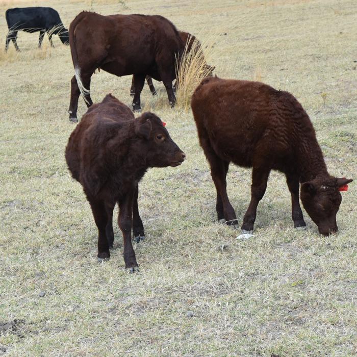 Sussex Calves 2