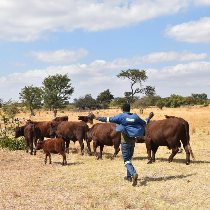 Sussex Herd